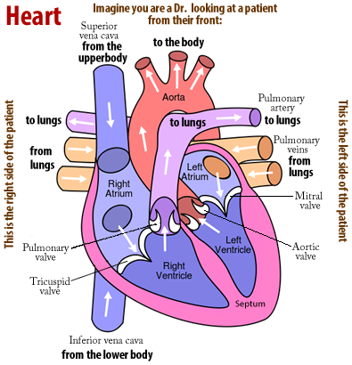 Cardiovascular system review key