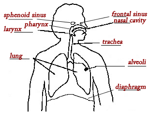 Diagram Of Human Respiratory System With Labels
