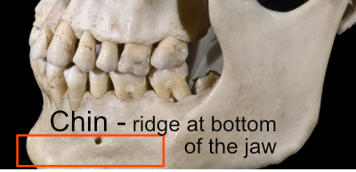 Chin ridge on skeleton