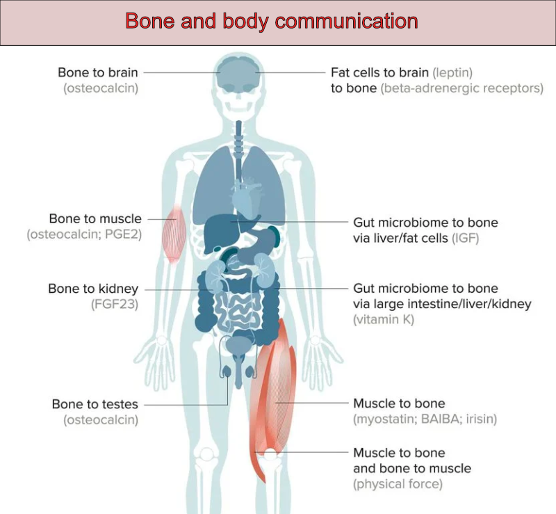 Bone communication with the body