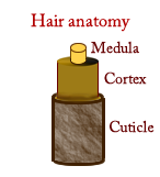 Hair anatomy cross section