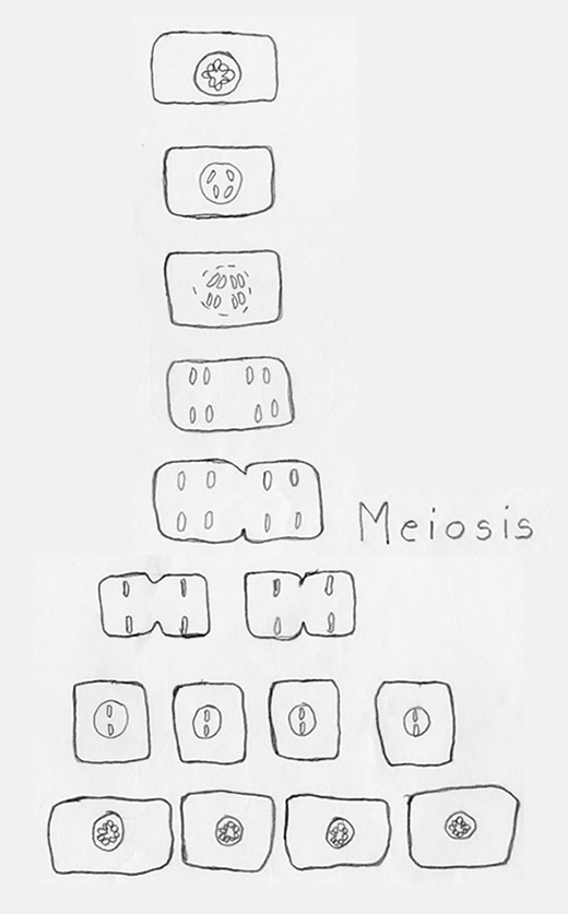 meiosis image