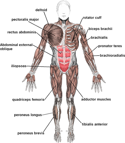 Muscles front view  diagram