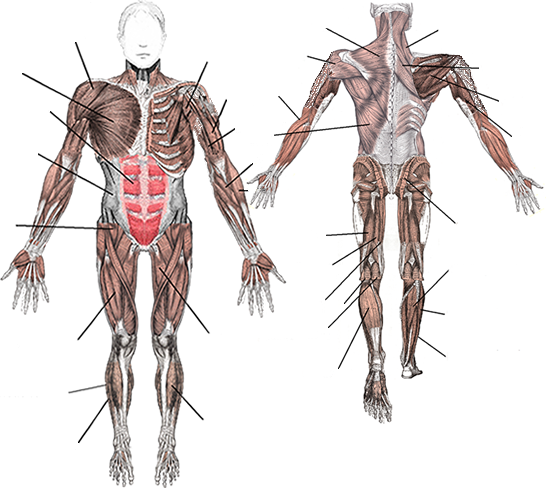 muscle back diagram