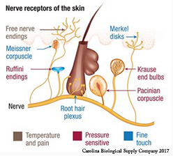 Nerve endings in skin