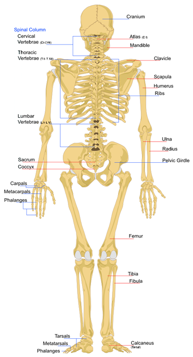 Skeleton diagram back view
