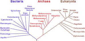 Three domains: bacteria, archaea, eukaryotes