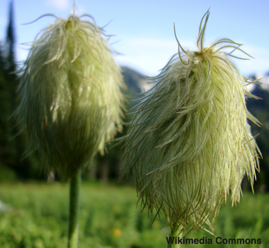 Pasque flowers