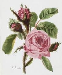 rose image