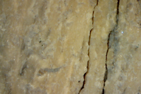 Bone 50 x