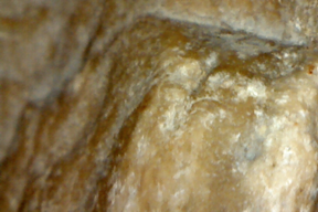 Petrified bone 
