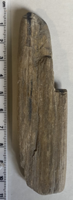 bone sample