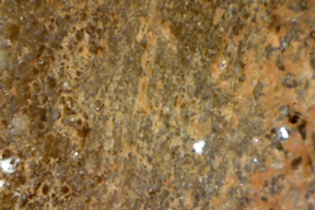 Petrified wood 