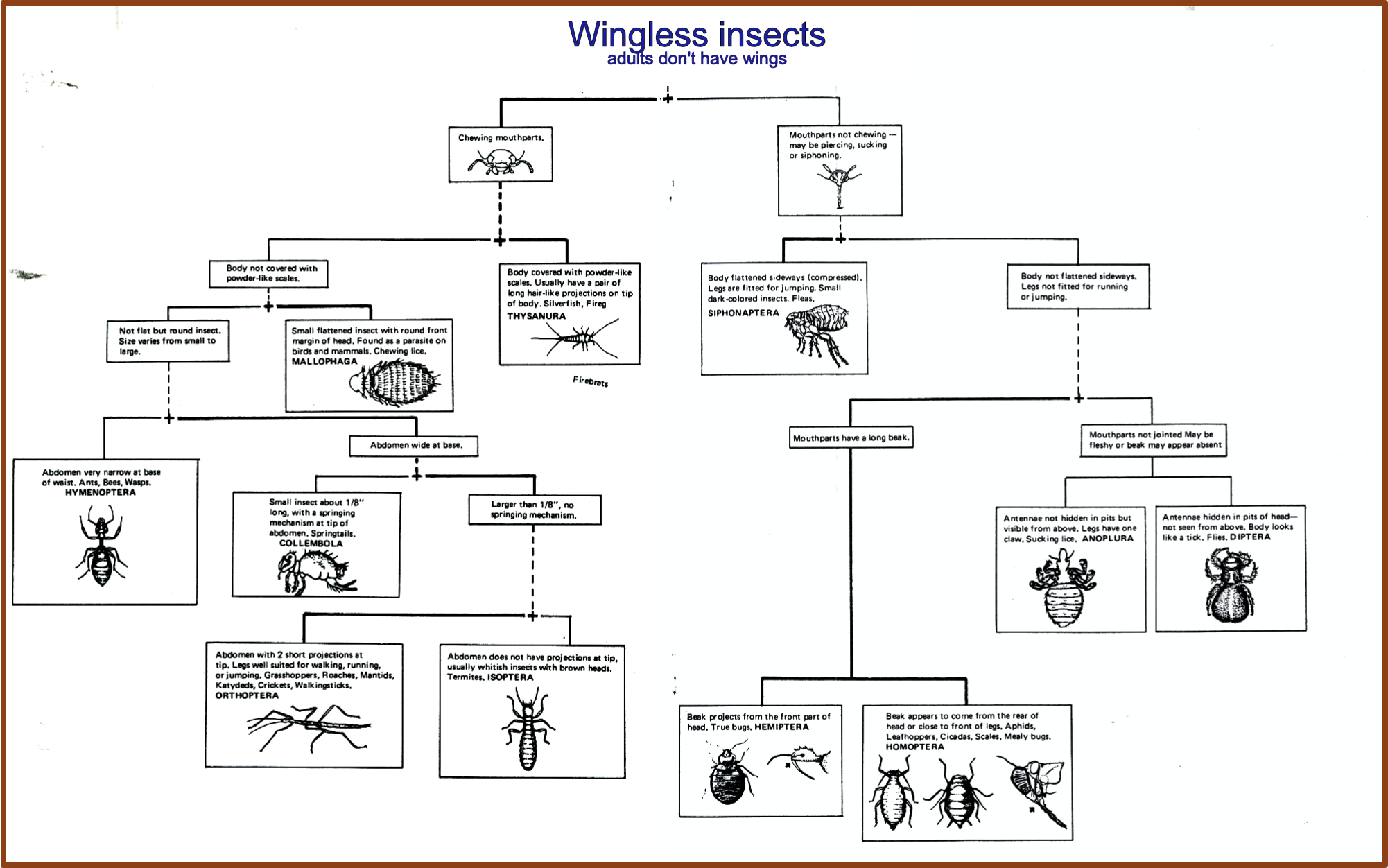 Wingless insect key