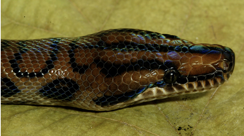 Snake