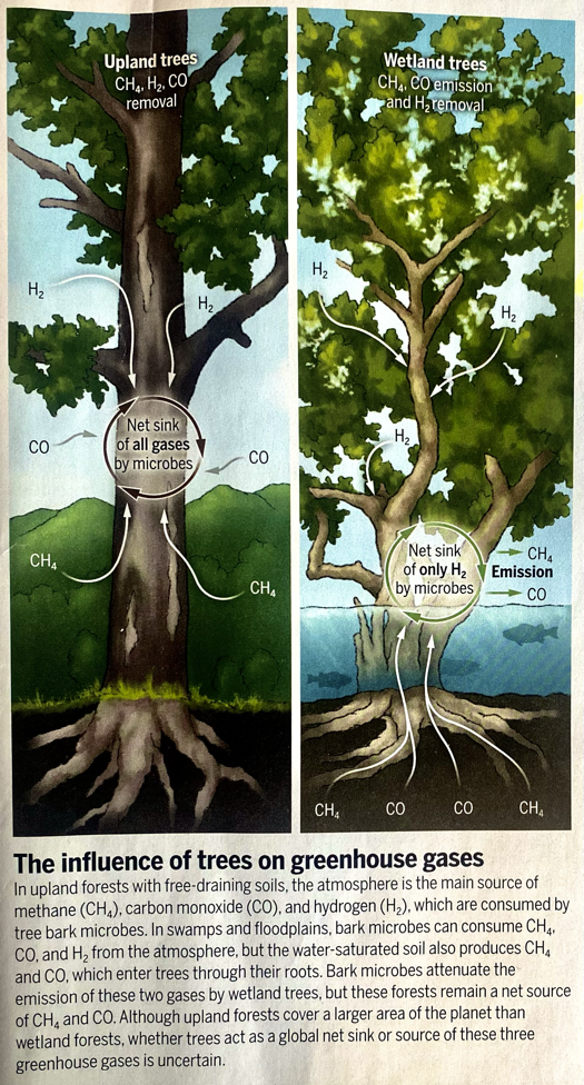 Trees and greenhouse gases
