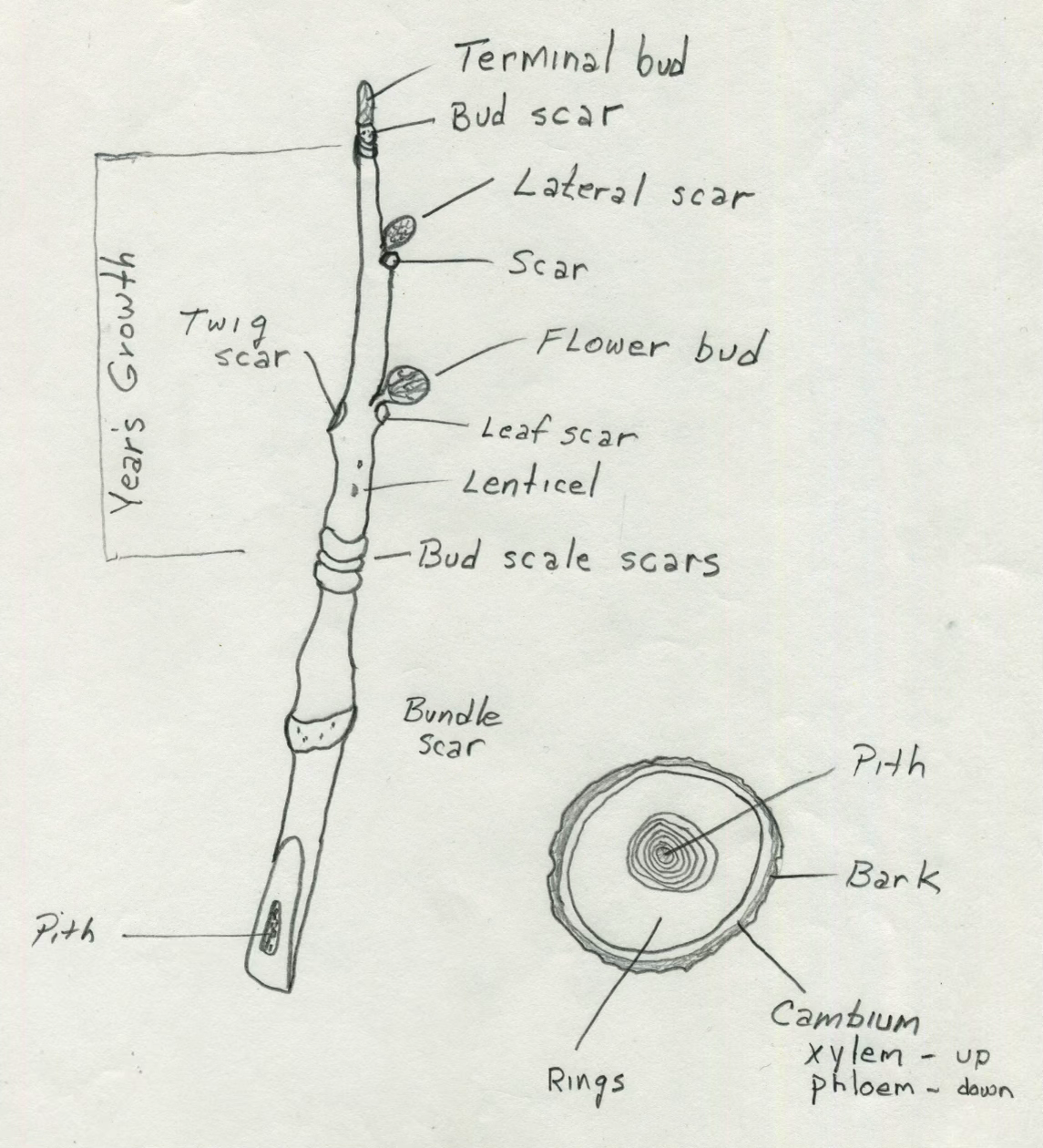 Twig anatomy diagram