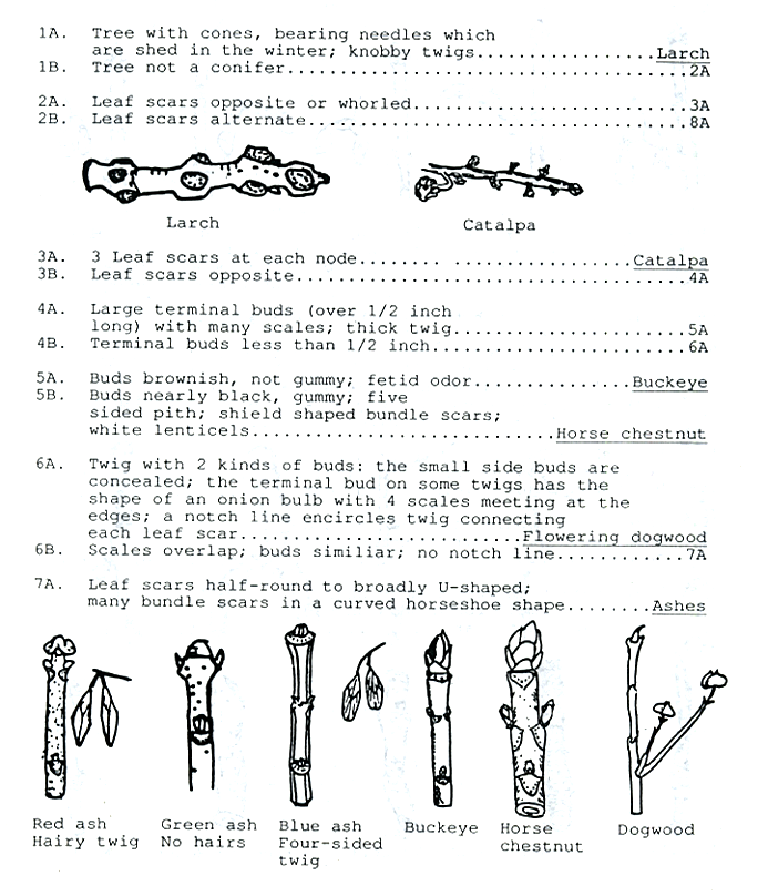 Twig identificatin guide page 1