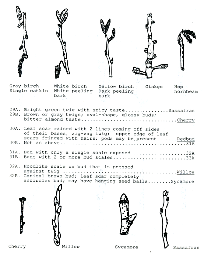 Twig identificatin guide page 5
