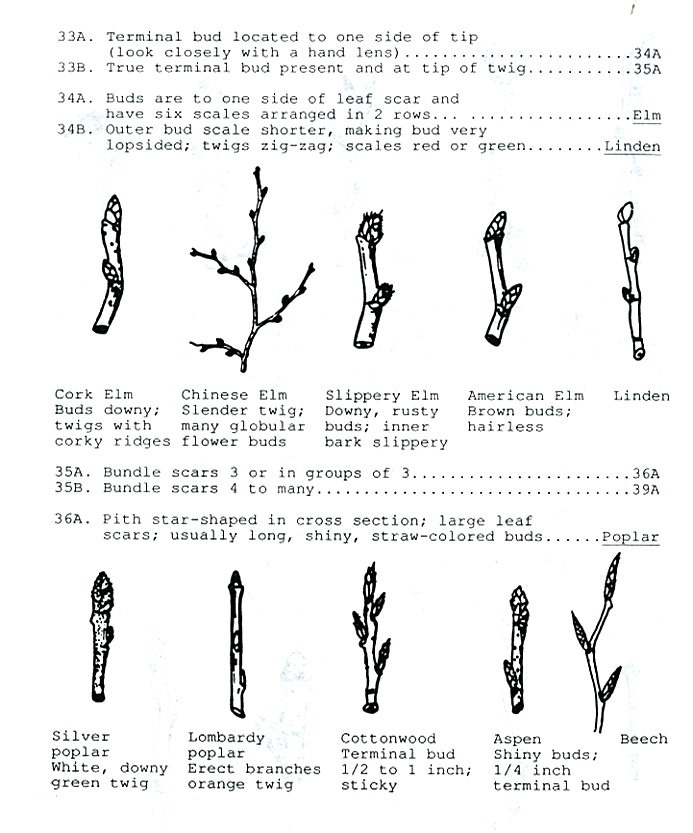 Twig identificatin guide page 6