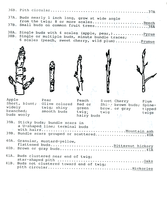 Twig identificatin guide page 7