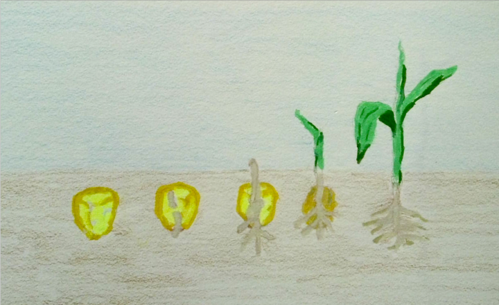 Corn seed, sprout, plant drawing 