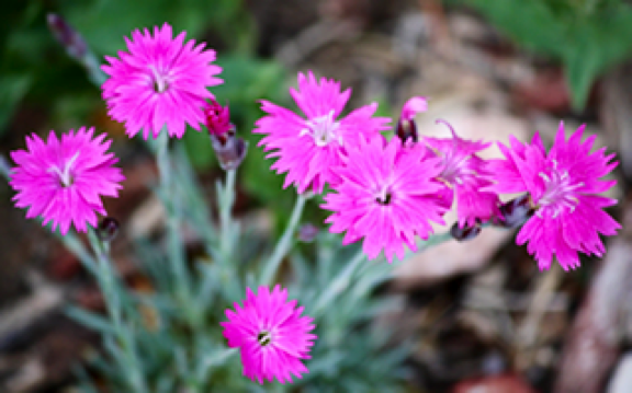 Pink flower