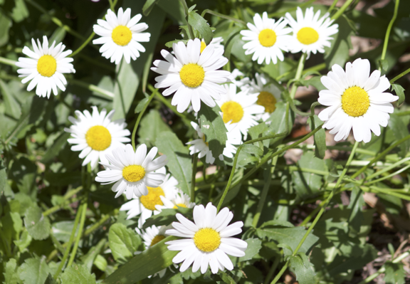 Wild Daisy
