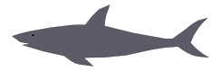 Gray shark