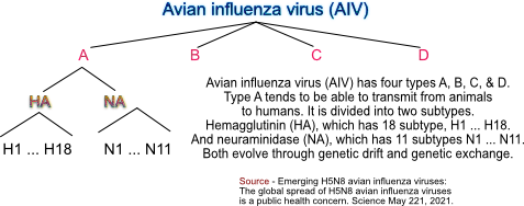 Avian influenza virus tree