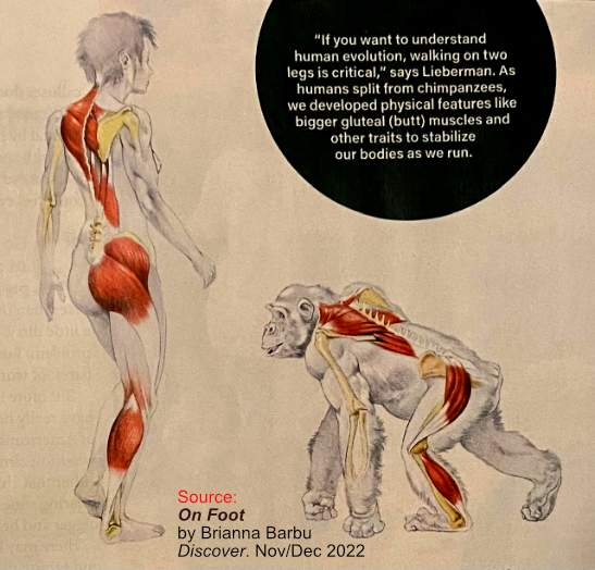 Ape human musculature comparison