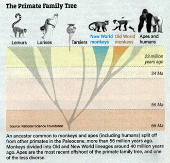 Primate family comparison