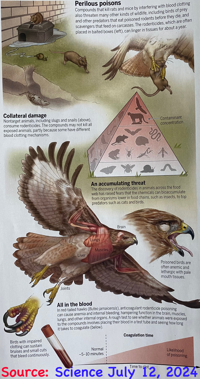 Poison in a food chain