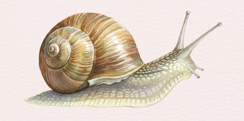 Snail